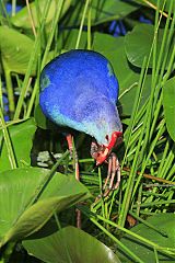 Gray-headed Swamphen